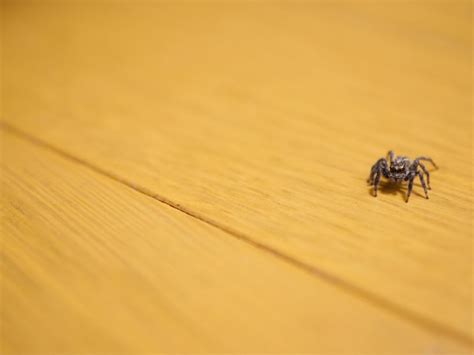 家蜘蛛|家の中で見かける蜘蛛は駆除するべきか見逃すべきか…